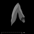 SK 96 Paranthropus robustus LLC internal