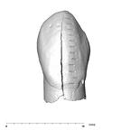SK 96 Paranthropus robustus LLC labial