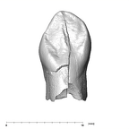 SK 96 Paranthropus robustus LLC lingual