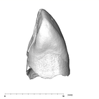 SK 96 Paranthropus robustus LLC mesial