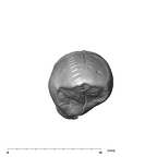 SK 96 Paranthropus robustus LLC occlusal