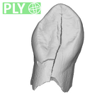 SK 96 Paranthropus robustus LLC ply