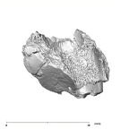 SK 96 Paranthropus robustus LLDM1 mandible with roots buccal