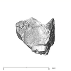 SK 96 Paranthropus robustus LLDM1 mandible with roots distal