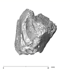 SK 96 Paranthropus robustus LLDM1 mandible with roots inferior