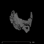 SK 96 Paranthropus robustus LLDM1 mandible with roots internal