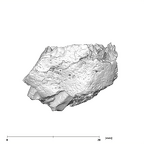 SK 96 Paranthropus robustus LLDM1 mandible with roots lingual