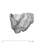 SK 96 Paranthropus robustus LLDM1 mandible with roots mesial