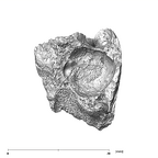 SK 96 Paranthropus robustus LLDM1 mandible with roots occlusal
