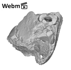 SK 96 Paranthropus robustus LLDM1 ply movie
