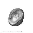 SK 96 Paranthropus robustus LLP3 apical