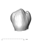SK 96 Paranthropus robustus LLP3 buccal