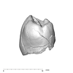 SK 96 Paranthropus robustus LLP3 distal