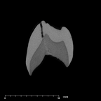 SK 96 Paranthropus robustus LLP3 internal