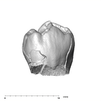 SK 96 Paranthropus robustus LLP3 lingual