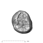 SK 96 Paranthropus robustus LLP3 occlusal