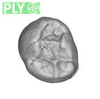 SK 96 Paranthropus robustus LLP3 ply