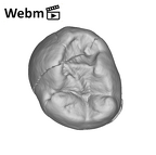 SK 96 Paranthropus robustus LLP3 ply movie