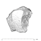 SK 96 Paranthropus robustus mandible fragment 1