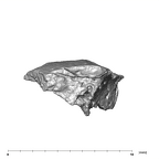 SK 96 Paranthropus robustus mandible fragment 2
