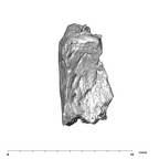 SK 96 Paranthropus robustus mandible fragment 4