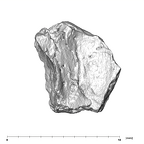 SK 96 Paranthropus robustus mandible fragment 5