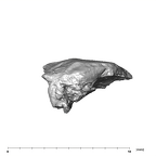 SK 96 Paranthropus robustus mandible fragment 6
