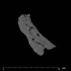 SK 96 Paranthropus robustus mandible fragment internal