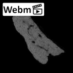 SK 96 Paranthropus robustus mandible fragment ct stack movie