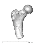 SK 97 Paranthropus robustus right femur anterior