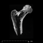 SK 97 Paranthropus robustus right femur internal