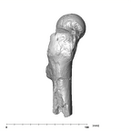 SK 97 Paranthropus robustus right femur lateral