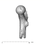 SK 97 Paranthropus robustus right femur medial
