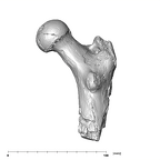 SK 97 Paranthropus robustus right femur posterior