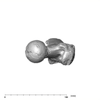 SK 97 Paranthropus robustus right femur proximal