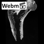 SK 97 Paranthropus robustus right femur ct stack movie