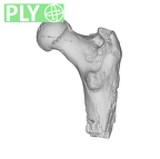 SK 97 Paranthropus robustus right femur ply