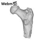 SK 97 Paranthropus robustus right femur ply movie
