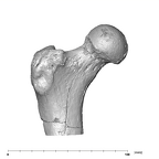 SK 97 Paranthropus robustus right femur proximal anterior