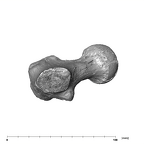 SK 97 Paranthropus robustus right femur proximal distal