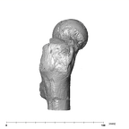 SK 97 Paranthropus robustus right femur proximal lateral