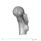 SK 97 Paranthropus robustus right femur proximal medial