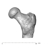 SK 97 Paranthropus robustus right femur proximal posterior