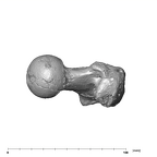 SK 97 Paranthropus robustus right femur proximal proximal