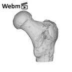 SK 97 Paranthropus robustus right femur proximal ply movie