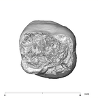 SK 98 Paranthropus robustus ULM2 apical