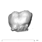 SK 98 Paranthropus robustus ULM2 buccal
