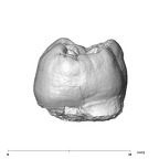SK 98 Paranthropus robustus ULM2 distal