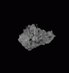 SK 98 Paranthropus robustus ULM2 gif