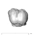 SK 98 Paranthropus robustus ULM2 lingual